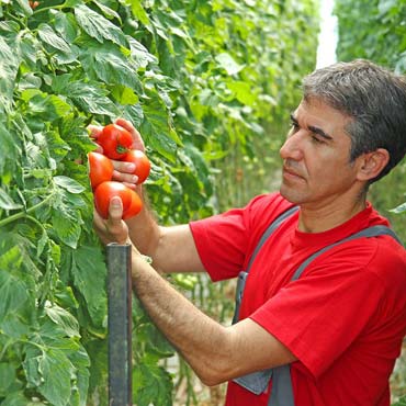 Power cut monitor in a greenhouse